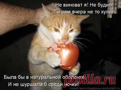 Животные - приколисты