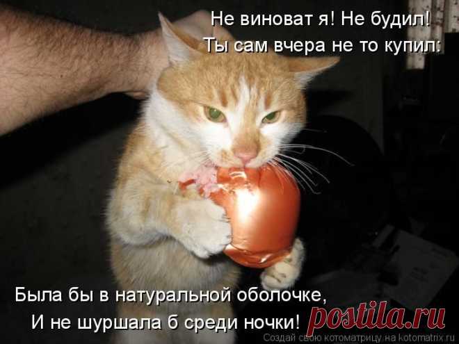 Животные - приколисты