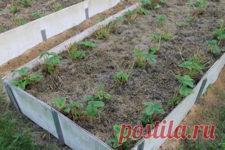 Должны ли у клубники до зимы вырасти новые листья после обрезки? | Есть время под солнцем | Яндекс Дзен