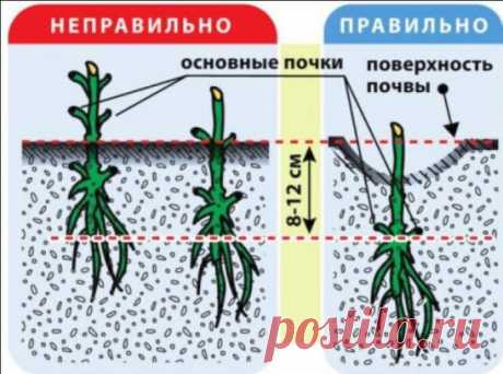 КАК И КУДА ПРАВИЛЬНО ПОСАДИТЬ КЛЕМАТИС!