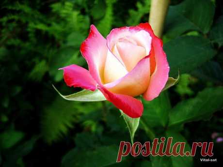 B 4 U — «Юная красотка Double Delight» на Яндекс.Фотках