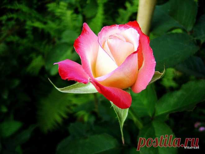 B 4 U — «Юная красотка Double Delight» на Яндекс.Фотках