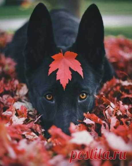 (91) Facebook