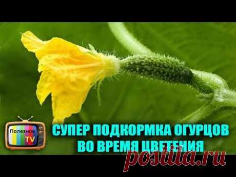 СУПЕР ПОДКОРМКА ОГУРЦОВ ВО ВРЕМЯ ЦВЕТЕНИЯ ДЛЯ УВЕЛИЧЕНИЯ УРОЖАЯ