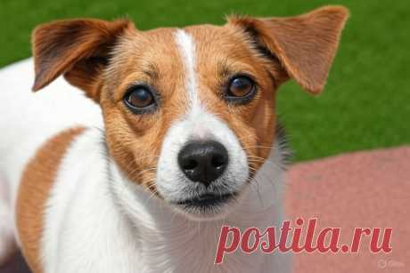 Сонька - золотая лапка - OGADANIE.RU