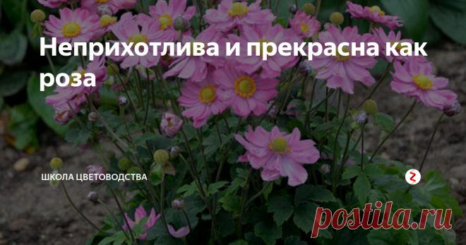 Неприхотлива и прекрасна как роза Само очарование!