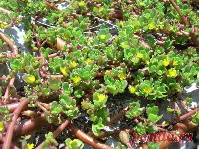 Портулак огородный: как вывести 