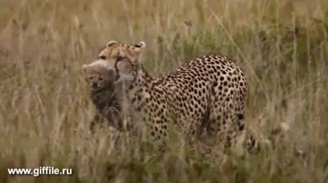 giffile.ru_gif_nature_451_thumb_500.gif (Изображение GIF, 500 × 280 пикселов)