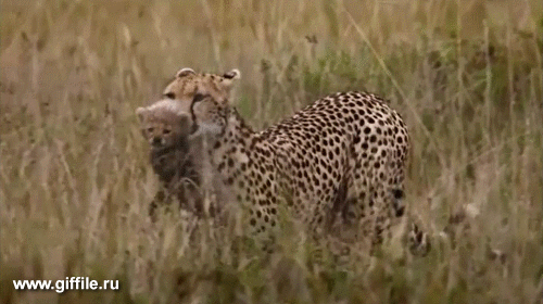 giffile.ru_gif_nature_451_thumb_500.gif (Изображение GIF, 500 × 280 пикселов)
