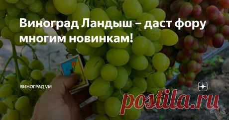 Виноград Ландыш – даст фору многим новинкам! Здравствуйте с Вами снова Владимир Маер. Сегодня я расскажу Вам об урожае винограда сезона 2021 года. А именно, я расскажу Вам об урожае и особенностях винограда Ландыш. Данная гибридная форма винограда была выведена известным селекционером Загорулько Виталием Владимировичем. Получена она была путём скрещивания винограда Талисман и винограда Кишмиш Лучистый. В итоге получился очень перспективный виноград с кустами обладающими бо...