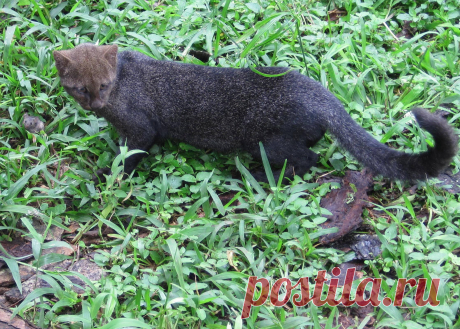 Музей исцеляющих кошек-Фото №9