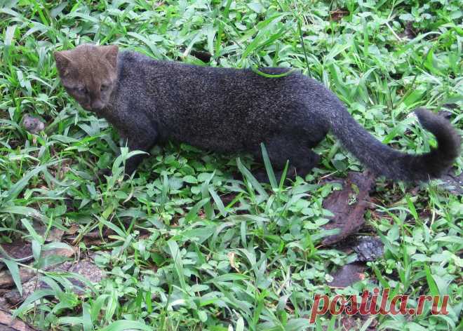 Музей исцеляющих кошек-Фото №9