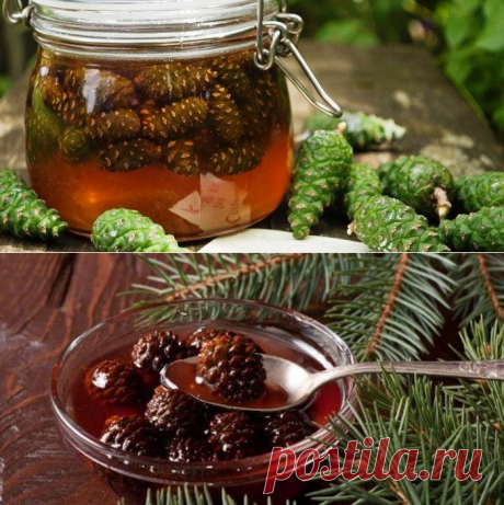 Варенье из сосновых шишек: полезные и вкусные рецепты приготовления
