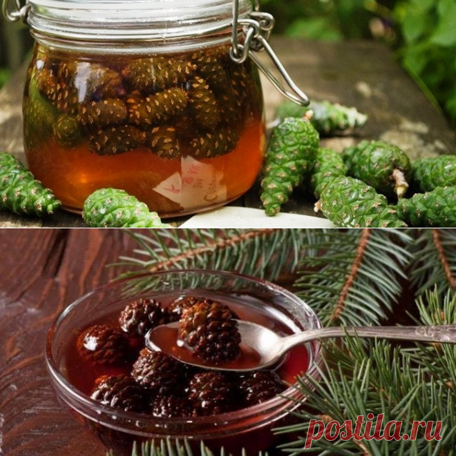 Варенье из сосновых шишек: полезные и вкусные рецепты приготовления