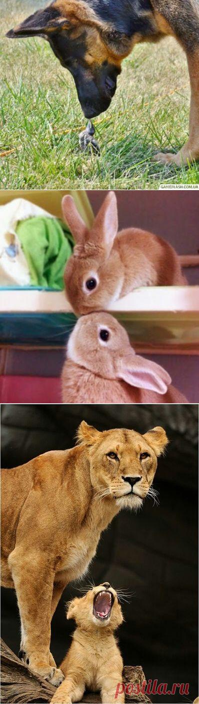 Интересное фото и видео – Фото: Животные – Community – Google+