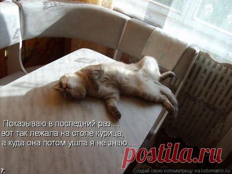 кошки