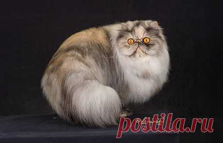 Persian - The Cat Fanciers' Association