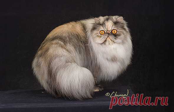 Persian - The Cat Fanciers' Association