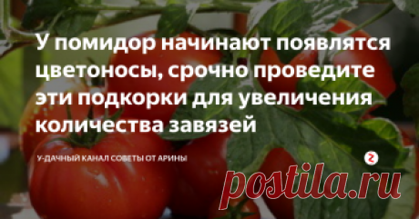 У помидор начинают появлятся цветоносы, срочно проведите эти подкорки для увеличения количества завязей Помидоры в теплицах начинают зацветать. Сейчас самое время произвести подкормки, которые помогут получить урожай помидоров в 2-3 раза. От количества завязей – зависит общий урожай томатов, соответственно если вовремя простимулировать образование завязей, то и урожай вас порадует. Как это сделать? Читайте публикацию и вы узнаете верный способ, как получить повышенный урож...