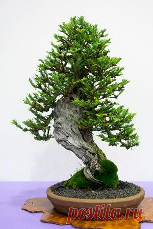 Bonsai… Coastal Redwood   |   Pinterest • Всемирный каталог идей