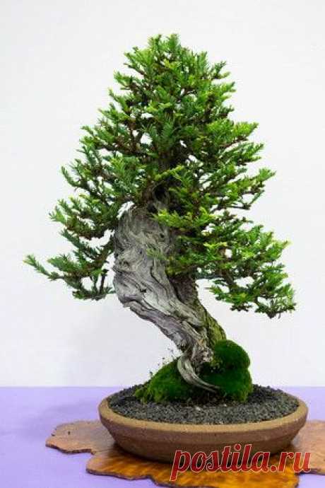 Bonsai… Coastal Redwood   |   Pinterest • Всемирный каталог идей