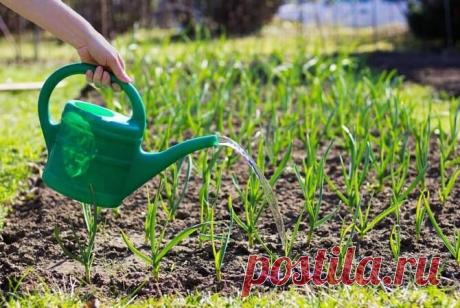 Полив чеснока в июле 2022 года, поливать ли чеснок, как часто поливать