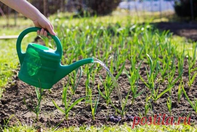 Полив чеснока в июле 2022 года, поливать ли чеснок, как часто поливать