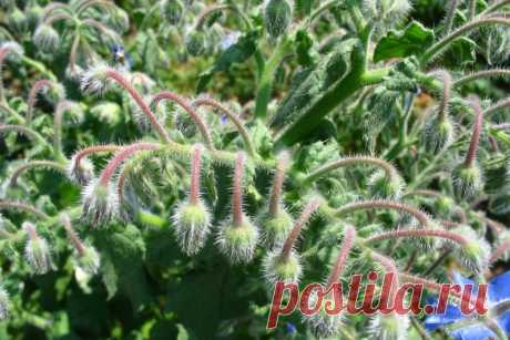 Полезные сорняки на даче