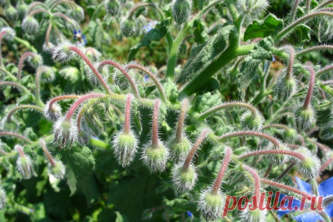 Полезные сорняки на даче