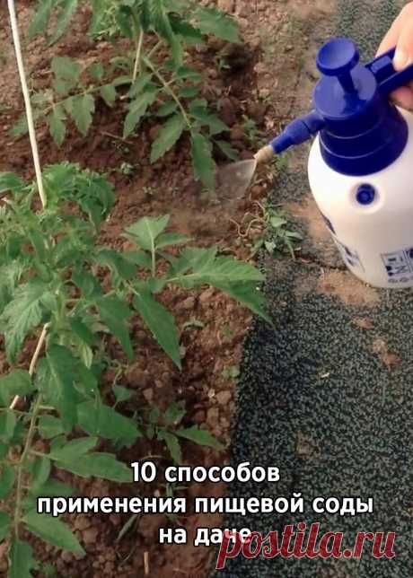 10 способов применения пищевой соды на даче