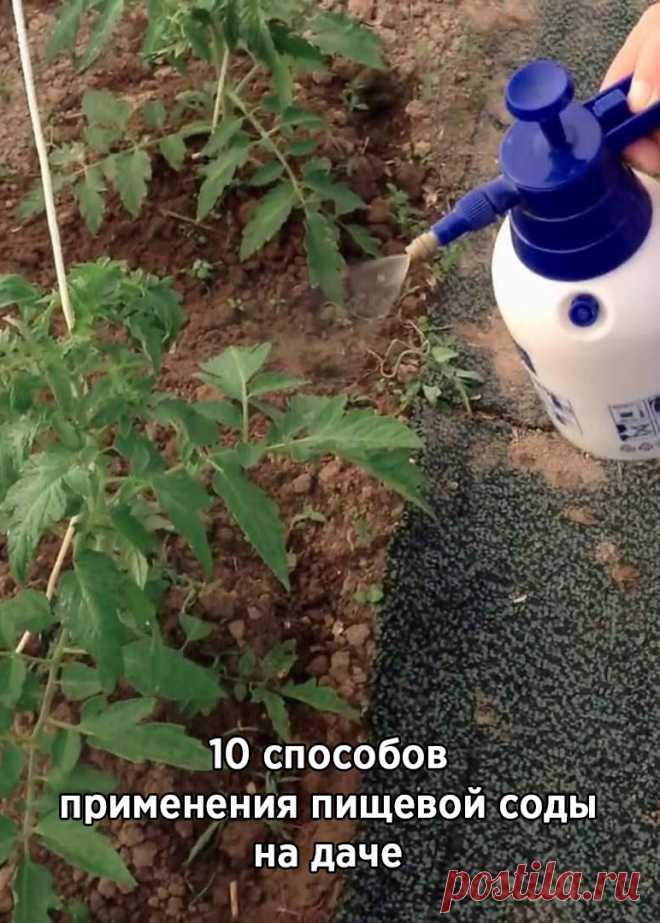 10 способов применения пищевой соды на даче