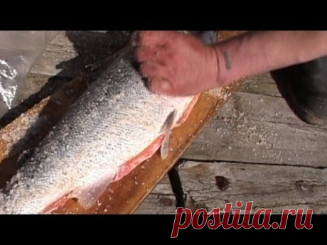 Так поморы солят сёмгу / Know how the local people of White sea area salt the salmon
