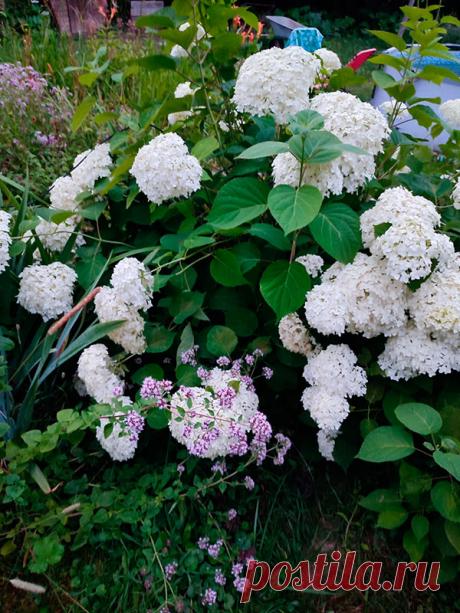 Многолетнее садовое растение Гортензия (Hydrangea). Вряд ли найдется в декоративном садоводстве еще одно растение, приковывающее к себе внимание так, как гортензия. Это неповторимые по разнообразию, выразительности и красоте листопадные кустарники. Свое название гортензия (Hydrangea) получила за форму семенных коробочек, напоминающих сосуд с водой (по-гречески hydro — вода, angeon — сосуд), и за любовь к влажным местам обитания.