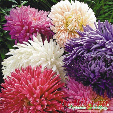 Семена. Цветы. Астра "Первое сентября", смесь (0,2 г) в г. Фрязино . Цена 18,00 руб. | Семена