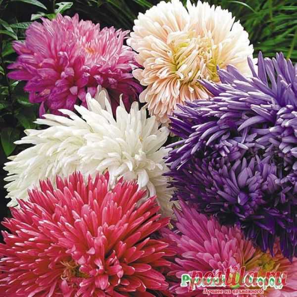 Семена. Цветы. Астра 