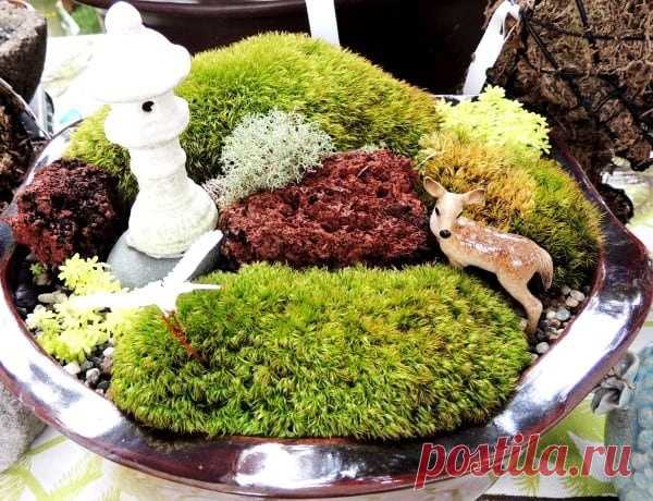 Пост на стене 💚Как вырастить мох в домашних условиях💚  Мох являются одним из самых древних живущих в наше время наземных растений, для комфортного существования которого требуется только влага и немного света.  Изумрудные мшистые подушечки не совсем обычные растения – у них отсутствуют корни, цветы, семена. Необходимые питательные вещества моховидные, известные как бриофиты получают с водой, впитывая ее всей поверхностью.  Вырастить мох в доме сов...