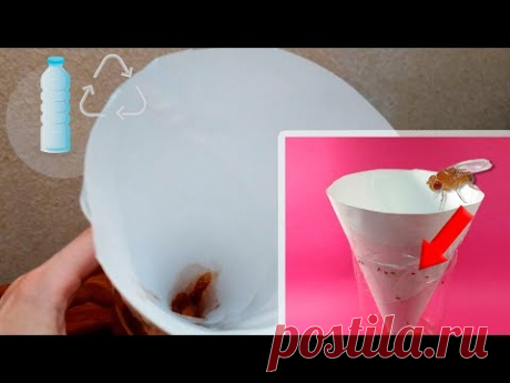 Как избавиться от мошки Дрозофилы на кухне!

Simple trap for fruit fly from a plastic bottle | LifeKaki - YouTube