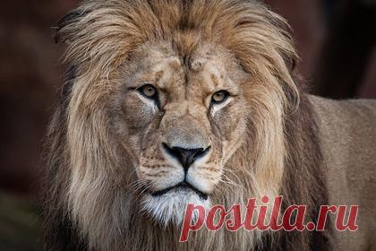 В Мариуполе из разрушенного зоопарка сбежал лев. В Мариуполе из разрушенного зоопарка несколько дней назад сбежал лев. По словам журналистов, бойцы Народной милиции Донецкой народной республики несколько дней слышали рев со стороны Мариупольского зоопарка. После того, как зоопарк был разрушен, животное сбежало и бродит теперь по городу.