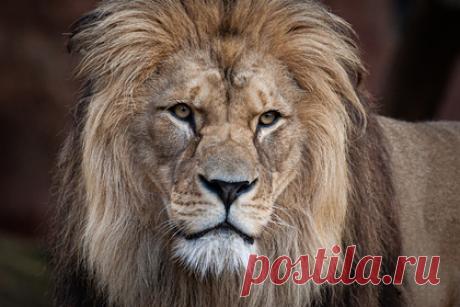 В Мариуполе из разрушенного зоопарка сбежал лев. В Мариуполе из разрушенного зоопарка несколько дней назад сбежал лев. По словам журналистов, бойцы Народной милиции Донецкой народной республики несколько дней слышали рев со стороны Мариупольского зоопарка. После того, как зоопарк был разрушен, животное сбежало и бродит теперь по городу.