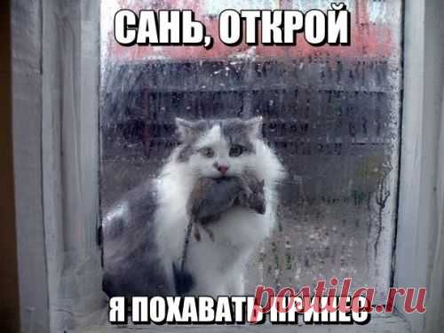котики Поиск