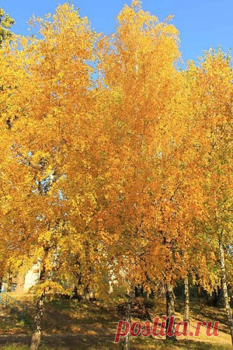 Октябри мои, сколько вас встречено –
И счастливых, и горьких, как дым –
То улыбкою светлой,беспечною,
То молчаньем, от боли хмельным…

Как вы были щедры разноцветием,
Как сорили листвой золотой –
И тепло обещали мне летнее,
И манили в леса на постой;

Вы сулили аллеи ковровые,
Где рябиновых кистей пожар,
Где берёзы янтарность… И снова я
С Октябрём…