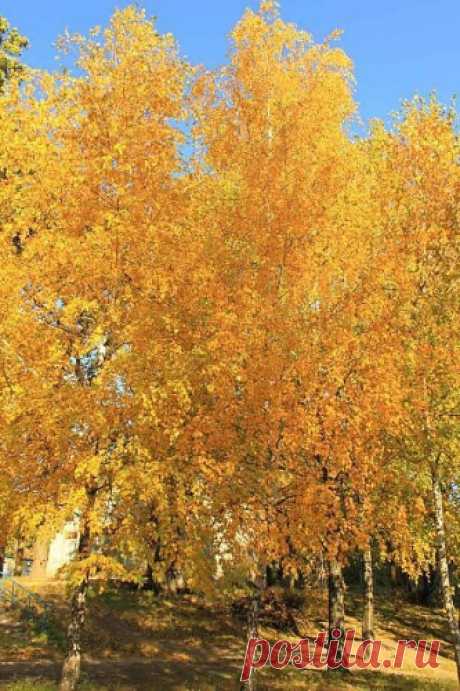 Октябри мои, сколько вас встречено –
И счастливых, и горьких, как дым –
То улыбкою светлой,беспечною,
То молчаньем, от боли хмельным…

Как вы были щедры разноцветием,
Как сорили листвой золотой –
И тепло обещали мне летнее,
И манили в леса на постой;

Вы сулили аллеи ковровые,
Где рябиновых кистей пожар,
Где берёзы янтарность… И снова я
С Октябрём…