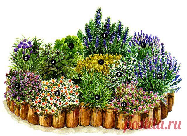 Сад с пряностями или Как вырастить душистые травы .