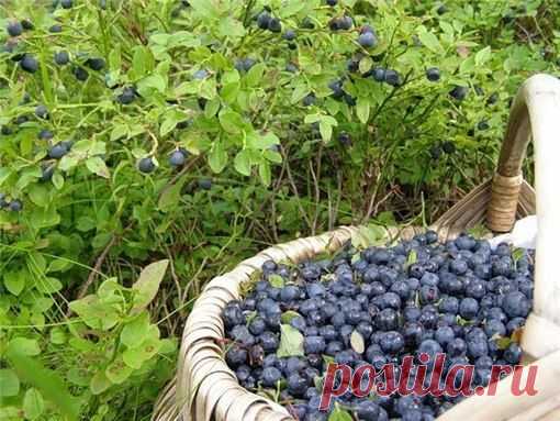 ЧЕРНИЧНЫЙ ЧАЙ ИЗ ЛИСТОЧКОВ