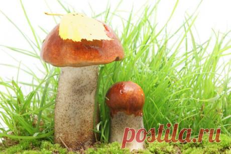 Гриб Подосиновик - Рецепты, Свойства и Как Готовить Этот невероятно красивый гриб с давних времен является мечтой всех поклонников «тихой охоты». Его красно-оранжевая шляпка, выглядывающая из мха или листвы, радует глаз каждого грибника. Как можно догадаться говорим мы о подосиновике – грибе рода обабок, который произрастает в сосновых, лиственных и смешанных лесах России, Белоруссии и Украины. Подосиновик имеет толстую коренастую ножку, покрытую черными чешуйками, и плотн...