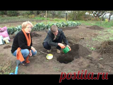 Как посадить клубнику усами .