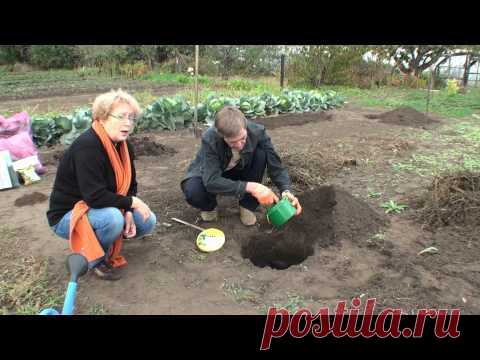 Как посадить клубнику усами .
