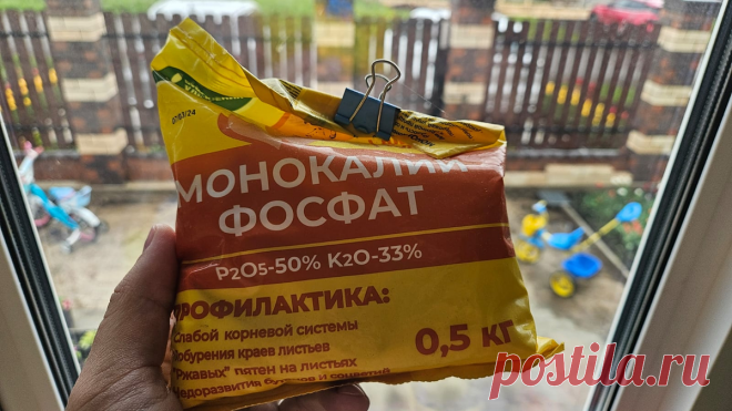 Пара ложек белого порошка на ведро воды - и растения не узнать: использую сам, когда другое не работает | Антон - цветочник | Дзен