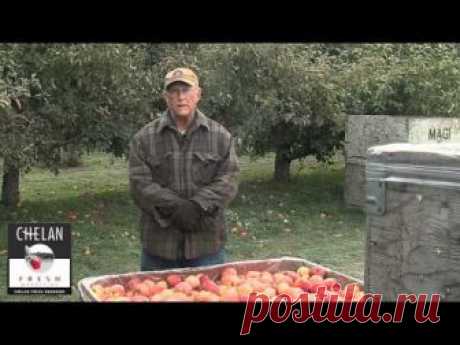 Cameo Apples