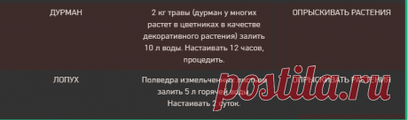 Вредители сада - тля.